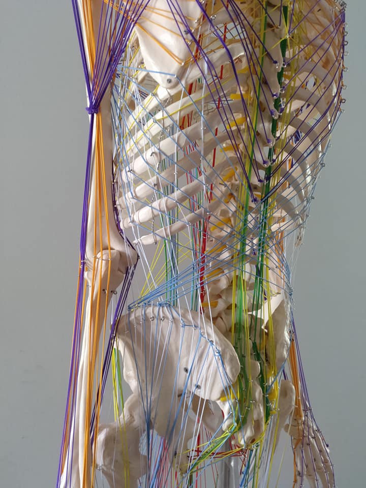 Esqueleto Humano con Cadenas Miofasciales- Modelo Anatómico 