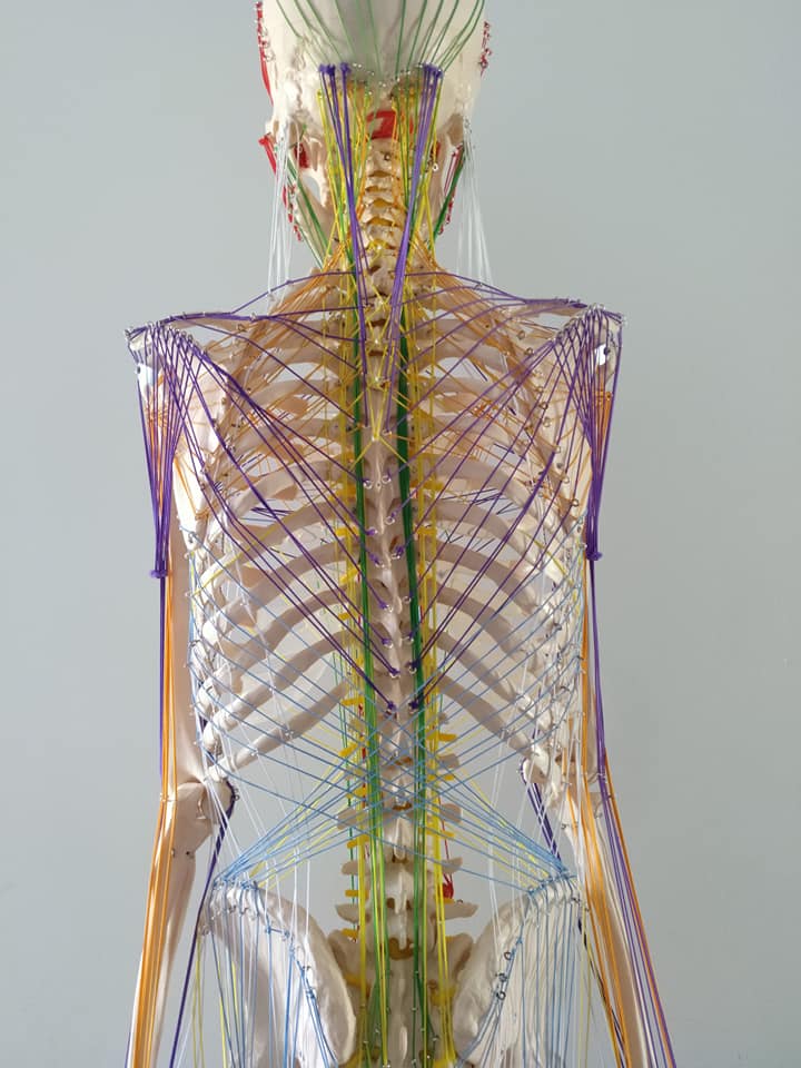 Esqueleto Humano con Cadenas Miofasciales- Modelo Anatómico espalda