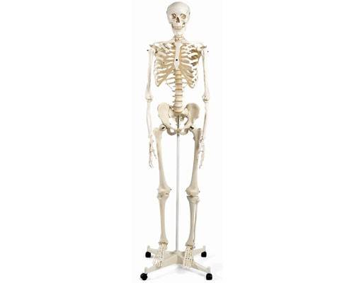esqueleto humano completo de 170cm de alto y con soporte de ruedas Frontal