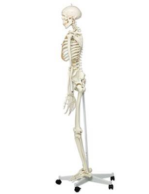 esqueleto humano completo de 170cm de alto y con soporte de ruedas lateral