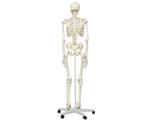 esqueleto humano completo de 170cm de alto y con soporte de ruedas parte posterior 