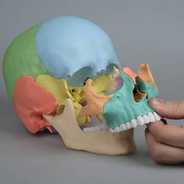cráneo osteopatia colores demontable en 22 piezas  desmontable