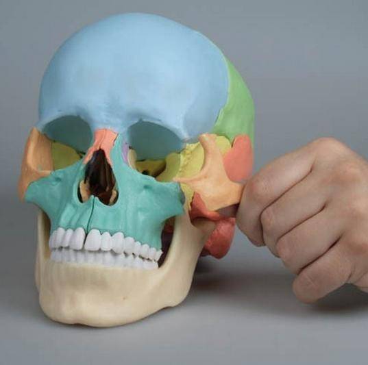 cráneo osteopatia colores demontable en 22 piezas entero