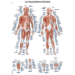 La Musculatura Humana - Lámina Anatomía