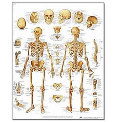 El Esqueleto Humano - Lámina Anatomía