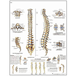 La Columna Vertebral - Lámina Anatomía