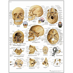 El Cráneo - Lámina Anatomía
