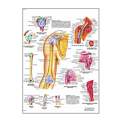 Hombro Y Codo - Lámina Anatomía