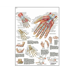 Mano Y Art. Radiocarpiana - Lámina Anatomía