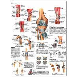 La Articulación De La Rodilla - Lámina Anatomía