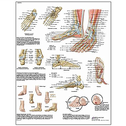 Pie Y Tobillo - Lámina Anatomía