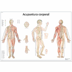 Lámina de Acupuntura - Anatomía