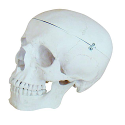 Cráneo Clásico En 3 Partes