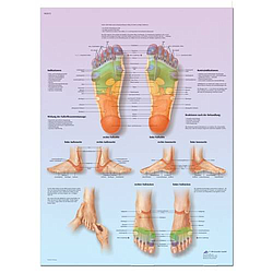 Reflexología Del Pie - Lámina Anatomía