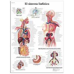 El Sistema Linfático - Lámina Anatomía