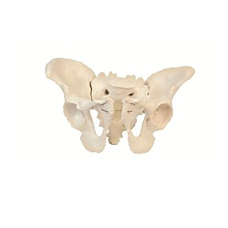 Pelvis Femenina o masculina