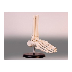 Esqueleto del Pie - Esqueleto humano