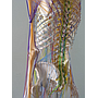 Esqueleto Humano con Cadenas Miofasciales- Modelo Anatómico 