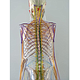 Esqueleto Humano con Cadenas Miofasciales- Modelo Anatómico espalda