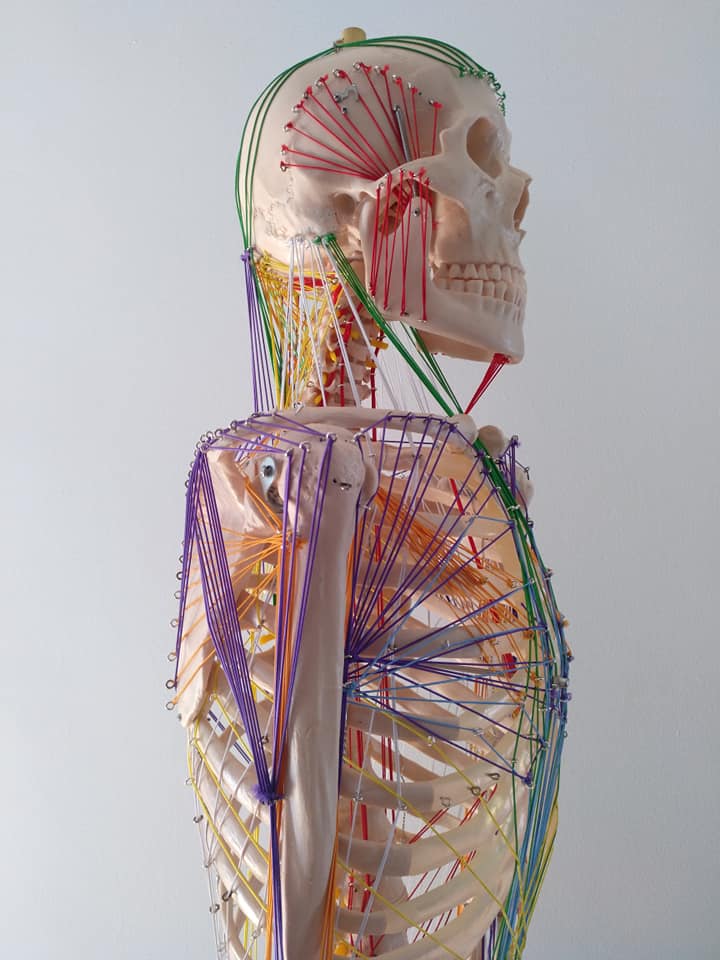 Esqueleto Humano con Cadenas Miofasciales- Modelo Anatómico vista lateral