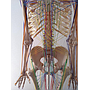 Esqueleto Humano con Cadenas Miofasciales- Modelo Anatómico costillas y cadera 