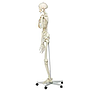 esqueleto humano completo de 170cm de alto y con soporte de ruedas lateral
