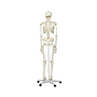 esqueleto humano completo de 170cm de alto y con soporte de ruedas parte posterior 