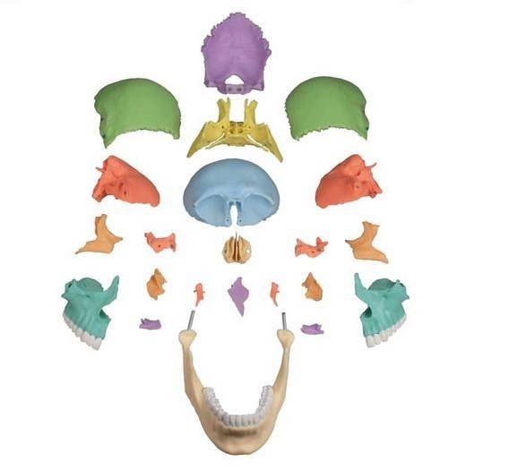 Piezas de cráneo osteopatia colores 