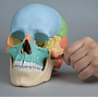 cráneo osteopatia colores demontable en 22 piezas entero