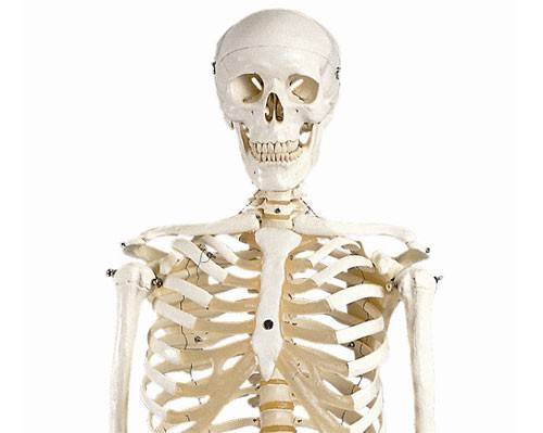 Esqueleto Humano - Modelo Anatómico de 170cm