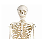 Esqueleto Humano - Modelo Anatómico de 170cm