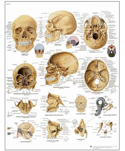 El Cráneo - Lámina Anatomía