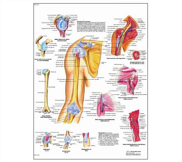 Hombro Y Codo - Lámina Anatomía