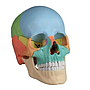 Cráneo de Osteopatia Desmontable  (22 Piezas Con Imanes)