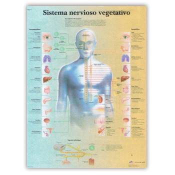 El Sistema Nervioso Vegetativo - Lámina Anatomía
