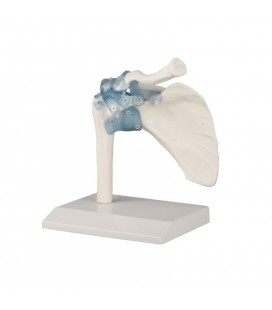 Articulación del hombro con los ligamentos - Modelo Anatómico