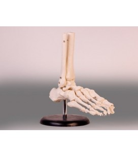 Esqueleto del Pie - Esqueleto humano